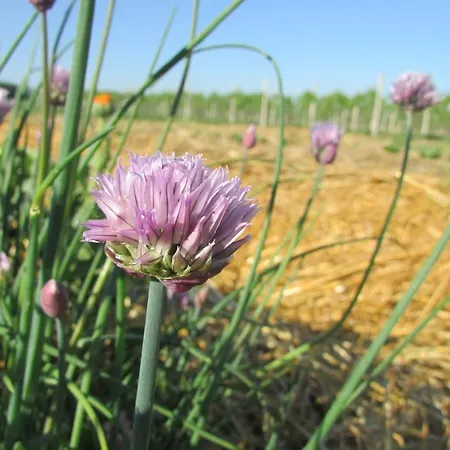 Nocleg ze śniadaniem La Casa Dei Prugni Boretto