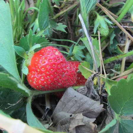 La Casa Dei Prugni Nocleg ze śniadaniem 3*