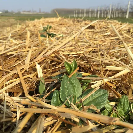 לינה וארוחת בוקר La Casa Dei Prugni Boretto