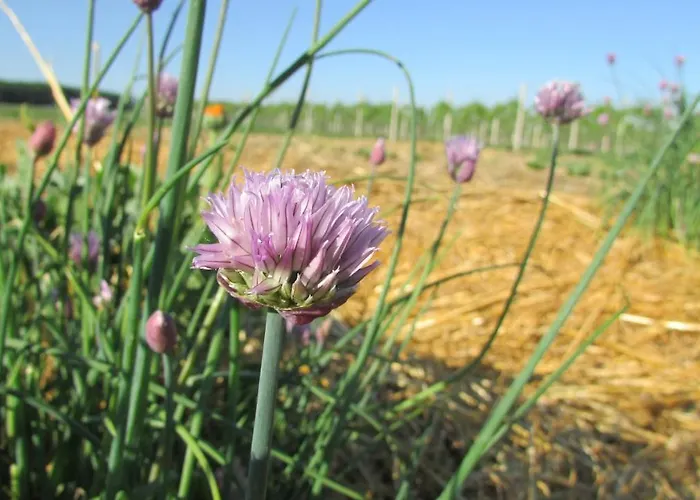 Bed & Breakfast La Casa Dei Prugni Boretto
