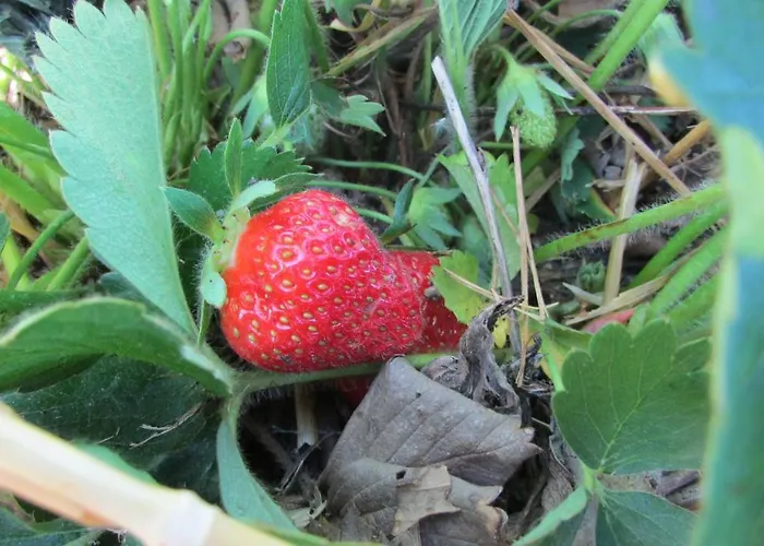 La Casa Dei Prugni Nocleg ze śniadaniem 3*