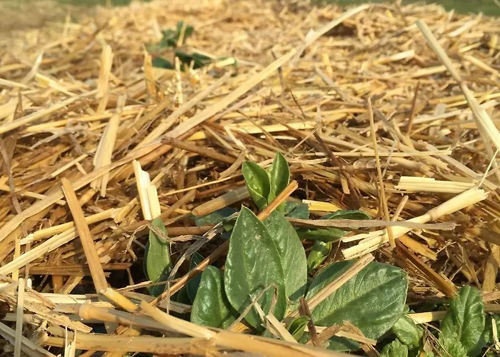 Bed & Breakfast La Casa Dei Prugni Boretto